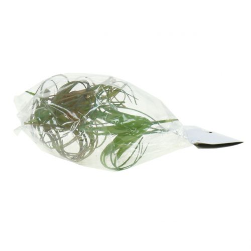 Floristik24 Tillandsia asorti 8cm 3vnt