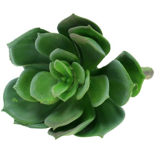 Floristik24 Sukulentai surūšiuoti 11cm 3vnt
