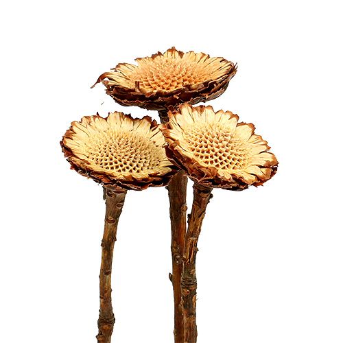 Floristik24 Susannae Rosette Light 50 vnt