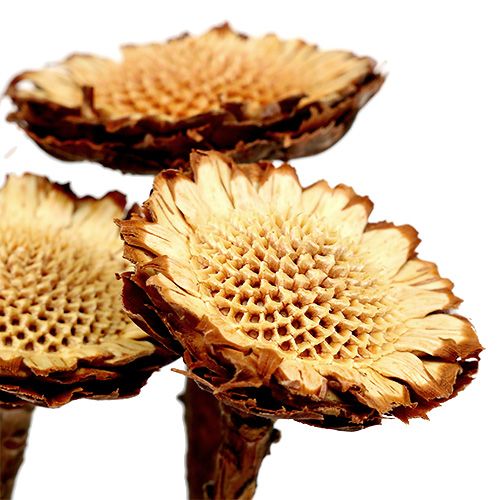 daiktų Susannae Rosette Light 50 vnt