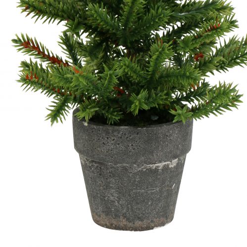 Floristik24 Eglė vazone žalia 23cm