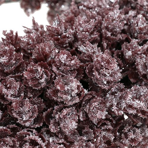 Floristik24 Kankorėžio vainikas Ø25cm Burgundijos ledinis