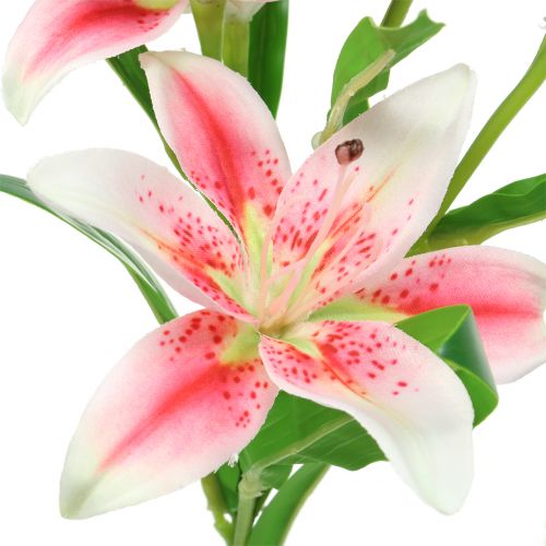 Floristik24 Tiger Lily Rožinė, Balta 60cm