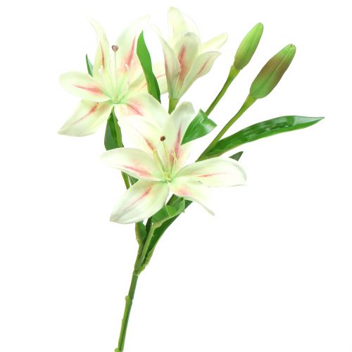 daiktų Tiger Lily Cream 60cm