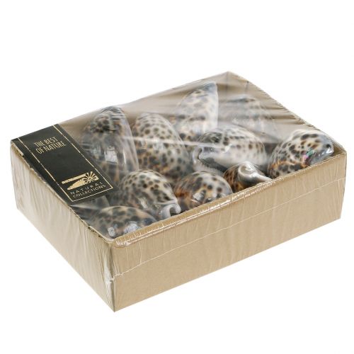 Floristik24 Natūrali tigrinė sraigė Cypraea tigris 7cm - 8cm 11 vnt
