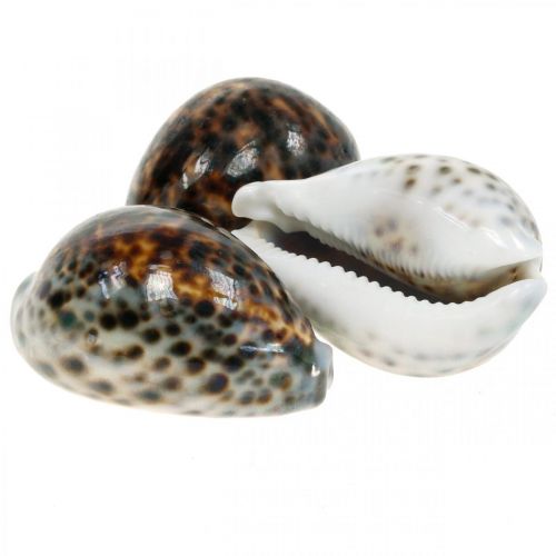 Floristik24 Natūrali tigrinė sraigė Cypraea tigris 7cm - 8cm 11vnt