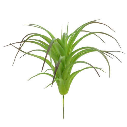 Floristik24 Deco tillandsia green 16cm 4vnt