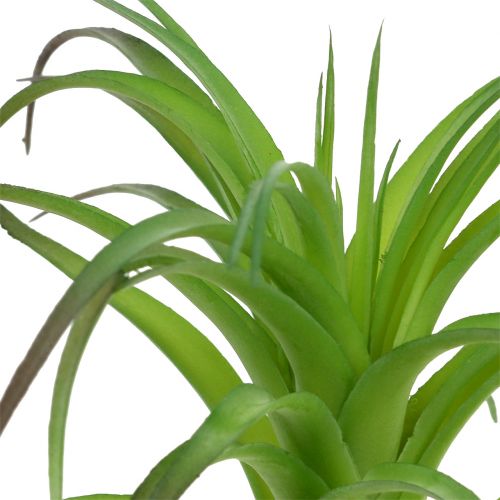 Floristik24 Deco tillandsia green 16cm 4vnt