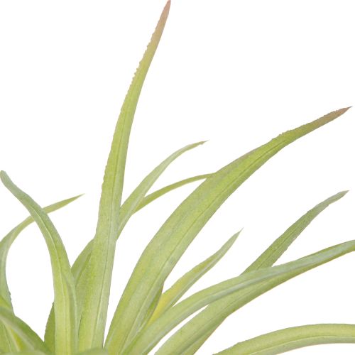 daiktų Tillandsia Green dirbtiniai augalai su lazdele Ø17cm 3 vnt