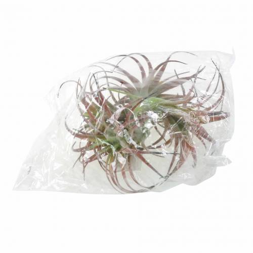 Floristik24 Tillandsia žalia-raudona flokuota 15cm 4vnt