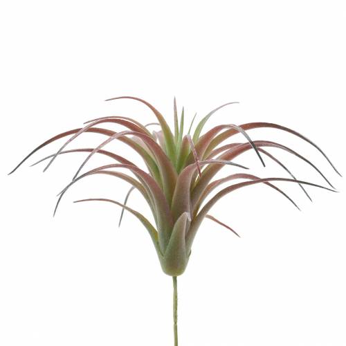 Floristik24 Tillandsia žalia-raudona flokuota 15cm 4vnt