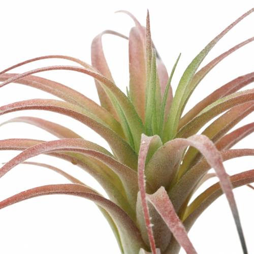 Floristik24 Tillandsia žalia-raudona flokuota 15cm 4vnt