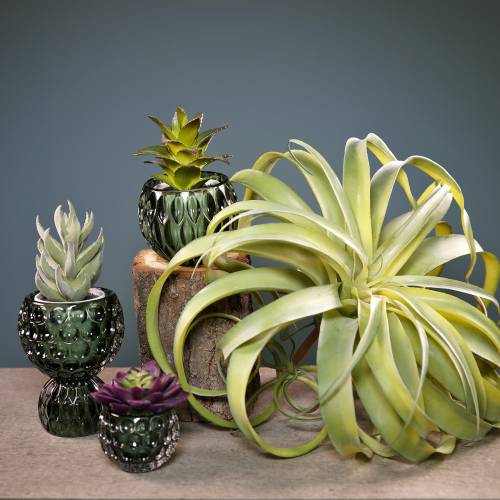 Floristik24 Tillandsia dirbtinis klijuoti šviesiai žalias dirbtinis augalas 30cm