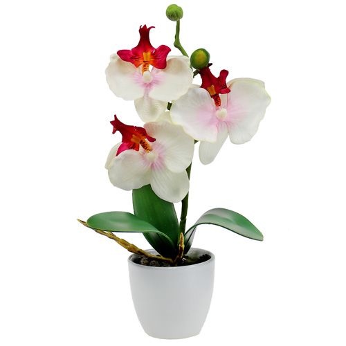 Floristik24 Stalo dekoravimo orchidėja kreminiame puode H29cm
