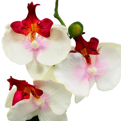 Floristik24 Stalo dekoravimo orchidėja kreminiame puode H29cm