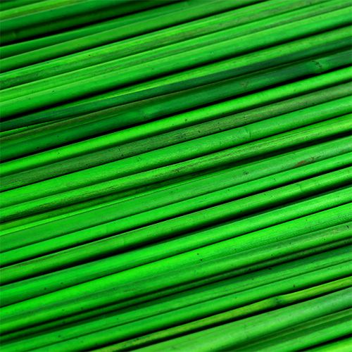 Floristik24 Tonkin žalia 70cm 150p.