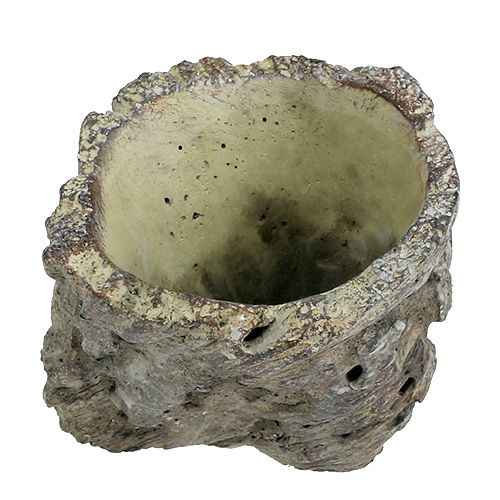 Floristik24 Vazonas kaip medžio kamienas Ø10,5cm H12cm 2vnt