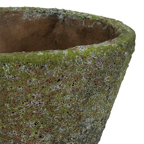 Floristik24 Vazonas sodinimui Ø12cm H11cm 2vnt