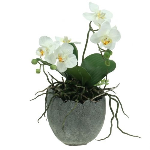 Floristik24 Betoninis augalinis vazonas kiaušinio lukštas Ø14,5cm 15cm 2vnt