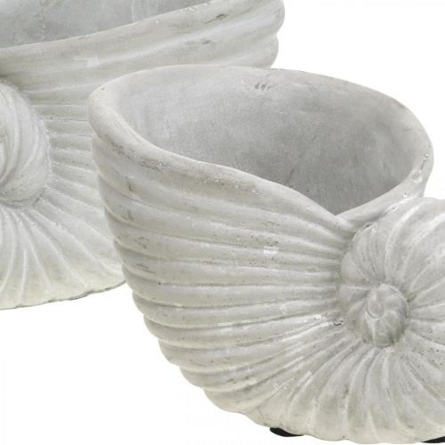 Floristik24 Kriauklės sodinimui, jūrinė apdaila, augalų vazonas Nautilus betonas L15cm A9,5cm 2vnt.