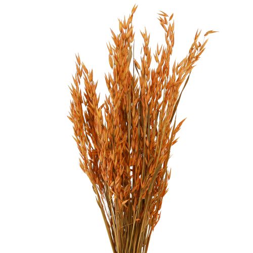 Floristik24 Dry Deco Oat Deco oranžinės spalvos L64cm 70-75g 2vnt