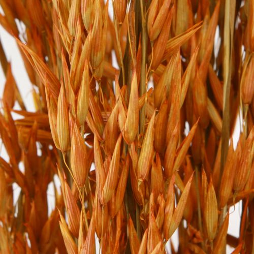 daiktų Dry Deco Oat Deco oranžinės spalvos L64cm 70-75g 2vnt