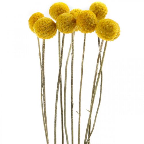 daiktų Craspedia Džiovintos Gėlės Blauzdelės Geltonos 70cm 10vnt