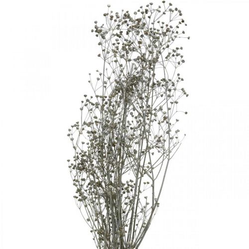 Džiovintos gėlės Massasa baltos deko šakelės 50-55cm ryšelis po 6vnt
