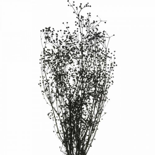 Floristik24 Džiovintos gėlės Massasa Black Natural Decoration 50-55cm 10 vnt.
