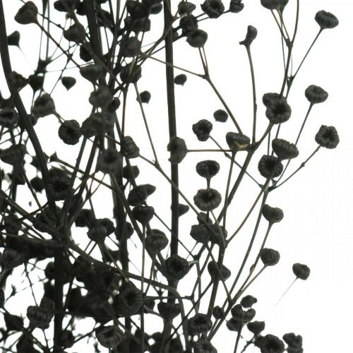 daiktų Džiovintos gėlės Massasa Black Natural Decoration 50-55cm 10 vnt.