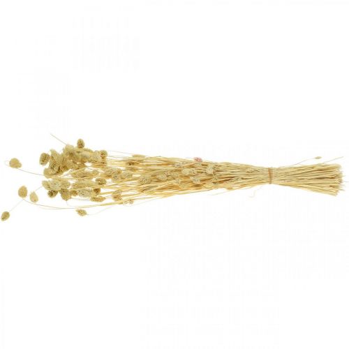 Floristik24 Džiovinta gėlė Phalaris, dekoratyvinė žolė, sausa floristika, boho gamta, balinta L55cm 100g