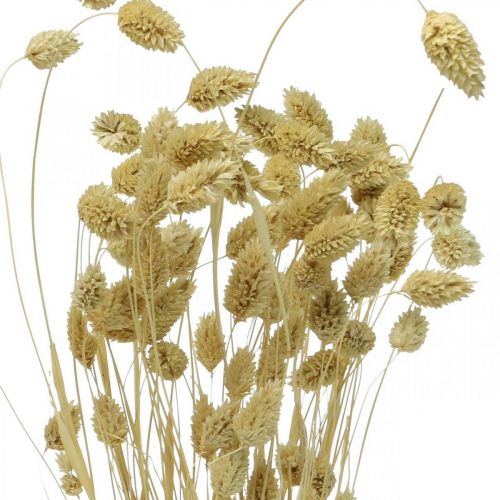 daiktų Džiovinta gėlė Phalaris, dekoratyvinė žolė, sausa floristika, boho gamta, balinta L55cm 100g