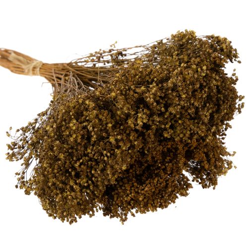 daiktų Džiovintos gėlės Šluota Bloom Olive Green 160g 48cm