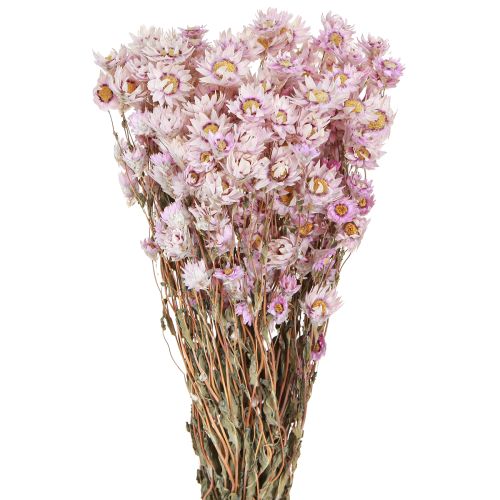 Floristik24 Džiovintų gėlių puokštė sausas dekoravimas ramunėlių rožinė 65cm 50g