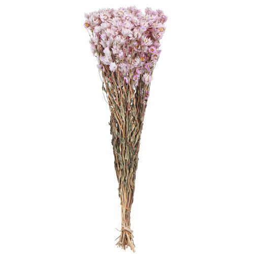 Floristik24 Džiovintų gėlių puokštė sausas dekoravimas ramunėlių rožinė 65cm 50g