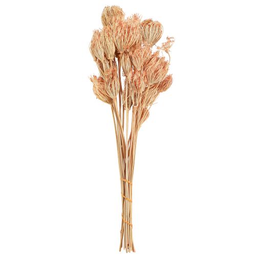 Floristik24 Džiovintų gėlių dekoravimas pankolis lašiša L50cm Ø4-5cm 100g