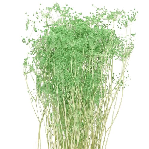 Džiovintos skėtinės gėlės (Umbellifera Green) 70-80cm 150g