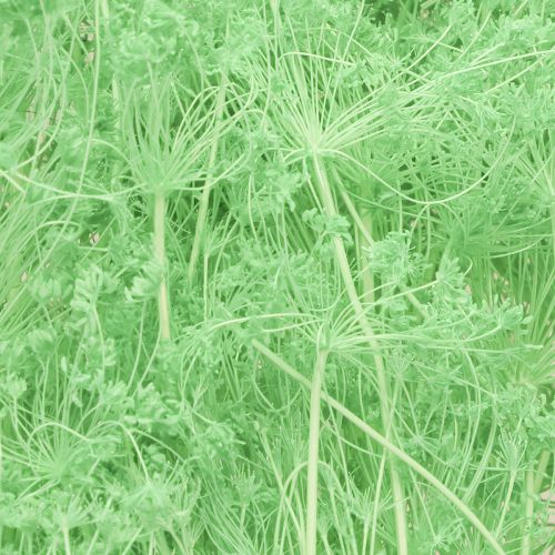 daiktų Džiovintos skėtinės gėlės (Umbellifera Green) 70-80cm 150g