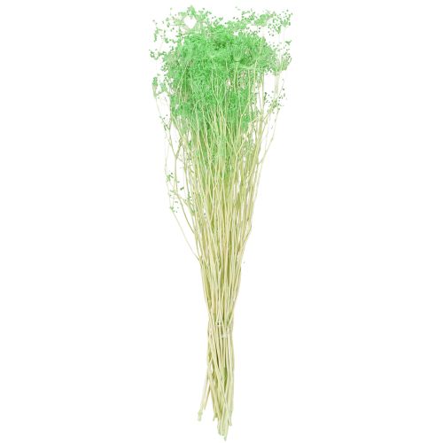daiktų Džiovintos skėtinės gėlės (Umbellifera Green) 70-80cm 150g