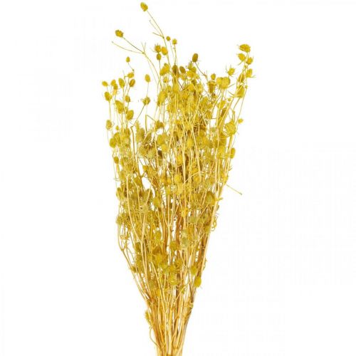 Floristik24 Džiovintos gėlės Yellow Dry Thistle Braškių erškėtis 100g