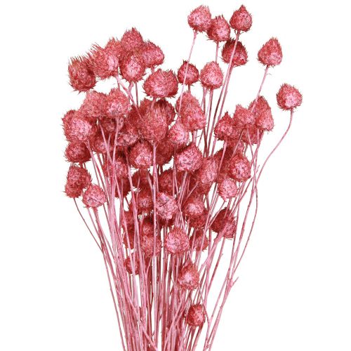 daiktų Džiovinti žiedai rožinis sausas erškėtis braškinis erškėtis dažytas 50cm 100g