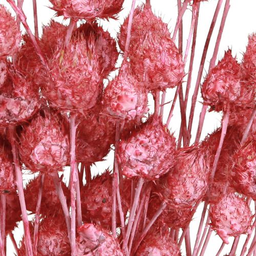 daiktų Džiovinti žiedai rožinis sausas erškėtis braškinis erškėtis dažytas 50cm 100g