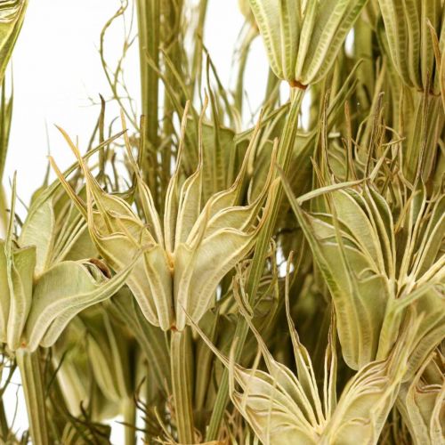 Floristik24 Džiovintos gėlės juodųjų kmynų puošmena natural Nigella 50cm 75g