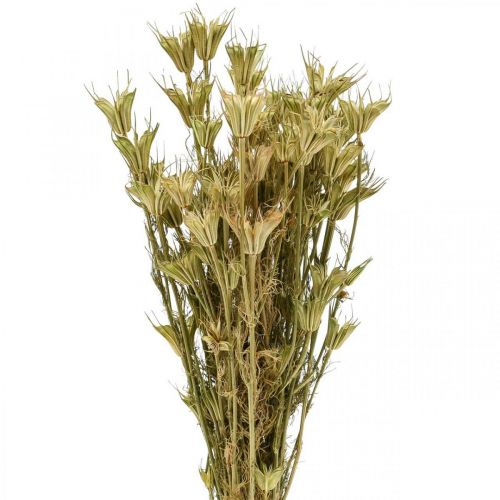 Floristik24 Džiovintos gėlės juodųjų kmynų puošmena natural Nigella 50cm 75g