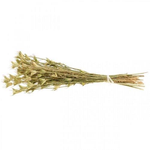Floristik24 Džiovintos gėlės juodųjų kmynų puošmena natural Nigella 50cm 75g