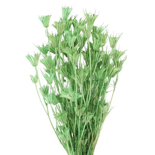 daiktų Džiovintos gėlės juodųjų kmynų, žaliųjų nigelių, 50 cm, 100 g