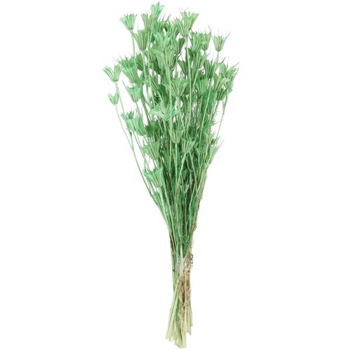 daiktų Džiovintos gėlės juodųjų kmynų, žaliųjų nigelių, 50 cm, 100 g