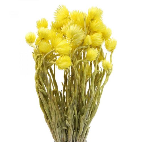 Floristik24 Džiovintos gėlės kepuraitės gėlės geltonos šiaudinės gėlės H42cm