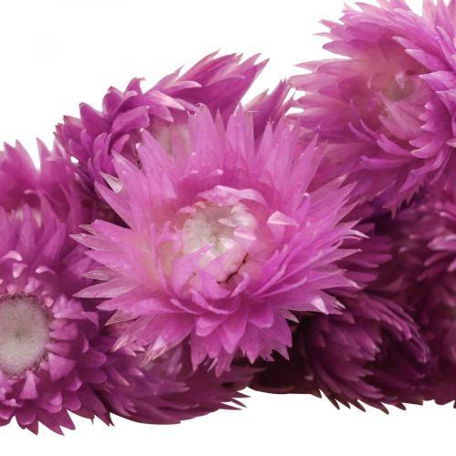 daiktų Džiovintos gėlės Kepurinės gėlės Violetinės šiaudinės gėlės H42cm