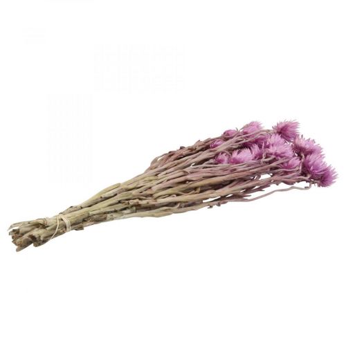 daiktų Džiovintos gėlės Kepurinės gėlės Violetinės šiaudinės gėlės H42cm